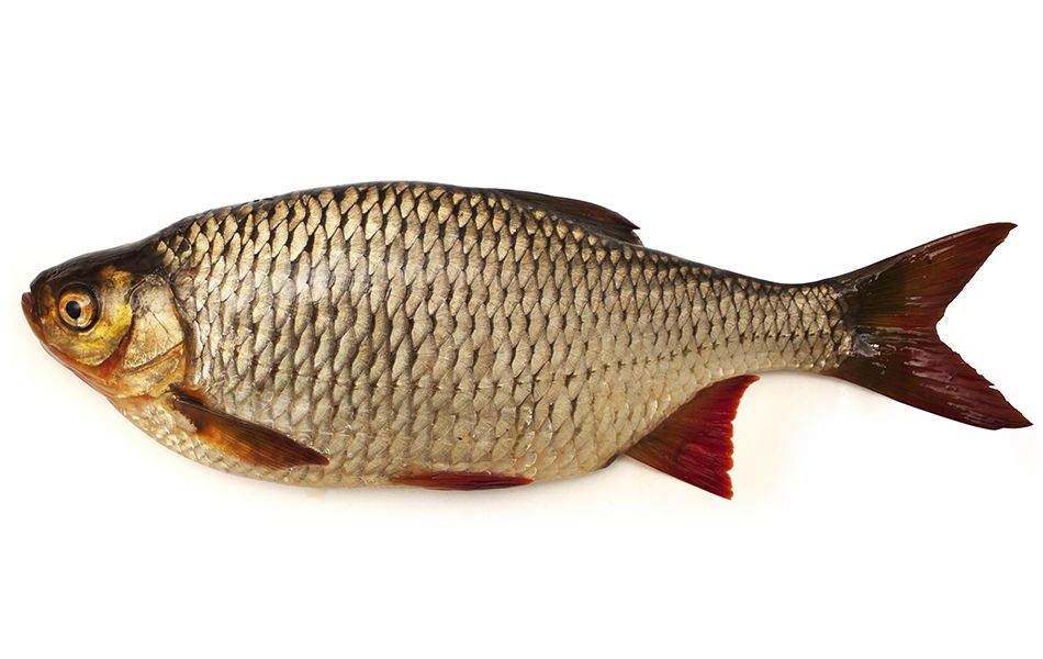 Weißfische